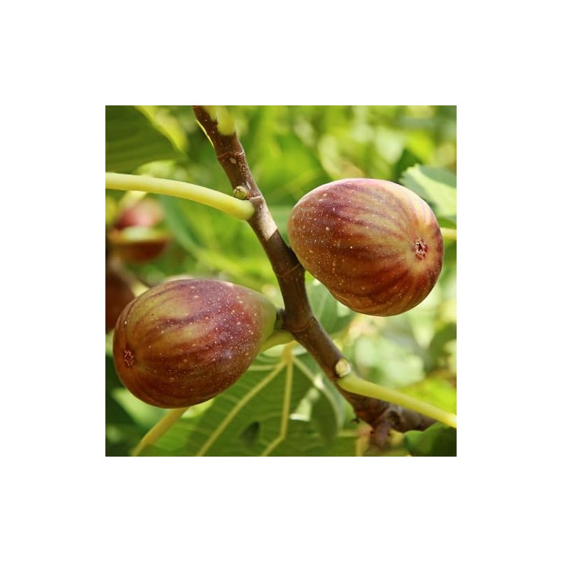 Generic Olympian Fig Tree, Cold Hardy, Award-Winning, Deciduous, Fruit Bearing,