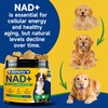 NAD Supplement for Dogs - NAD Soft Chews for Senior