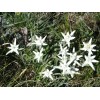500 Leontopodium alpinum Seeds - Edelweiss Seeds