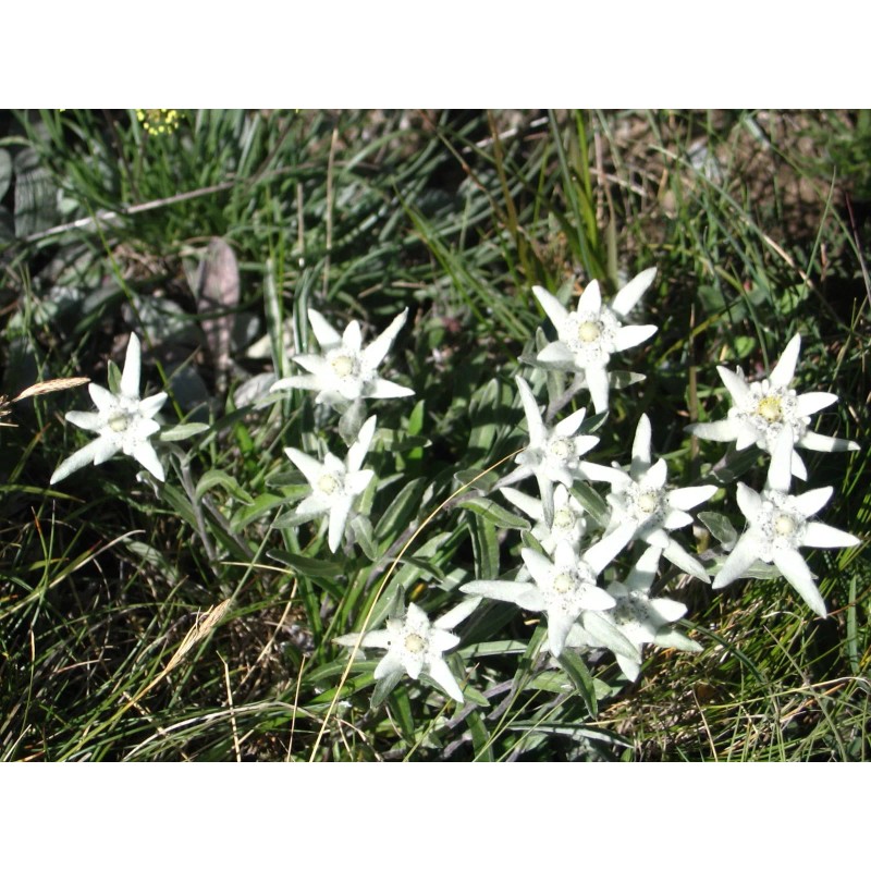 500 Leontopodium alpinum Seeds - Edelweiss Seeds