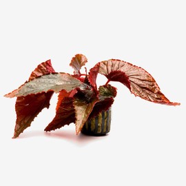 SubstrateSource Live Jungle Plants - Begonia Arabian Sunset (Begonia sp.) - Medium to High Light, Bronze Red Orange Accent, Terrarium or Paludarium, Terrestrial Plant - Pot