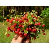 CEMEHA SEEDS - Seeds Alpine Strawberry Regina Everbearing Berries Indoor