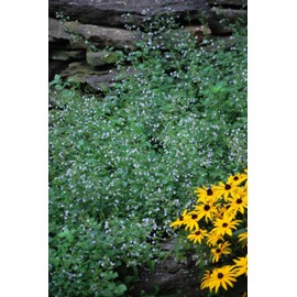 Perennial Farm Marketplace Calamintha n. 'Blue Cloud' (Calamint) Perennial, Size-#1 Container, Pale Cobalt Colored Flowers on Silvery Foliage