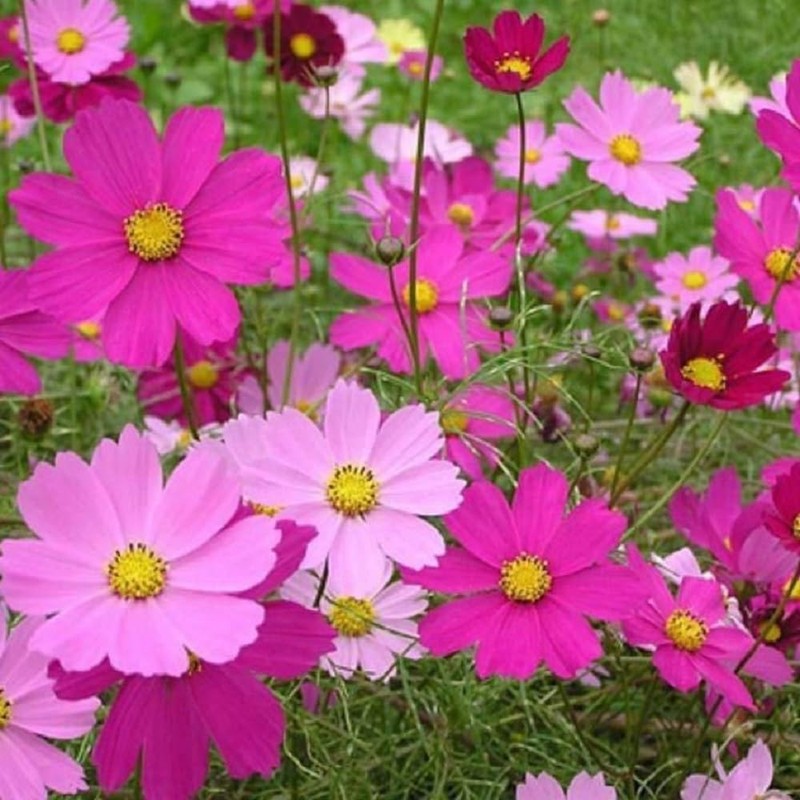 2000 Sensation Mix Cosmos Bipinnatus Seeds, by Seeds2Go