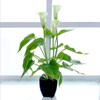 Artificial Flower Living Room Decorative Flowers Plastic Flowers Simulation Potted