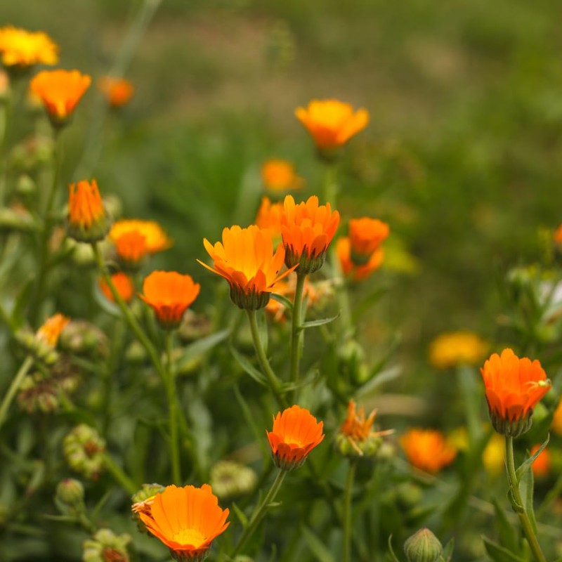 Marigold Flowers, Marigold Infusion (250g, 8.8oz), Marigold Tea, Orange Calendula,