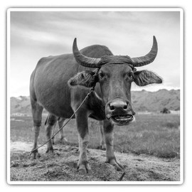 2 x 7.5cm Square Vinyl Stickers - Carabao Buffalo Philippines Decals 38977