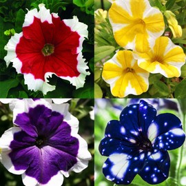 250+ Mixed Petunia Hybrida Flower Seed for Planting Outdoor Non GMO