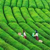 New Gyokuro Tea Jade Dew Gyokuro Organic Loose Leaf Tea