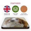 Great Single Coaster Square - Welsh Springer Spaniel Dog Puppy