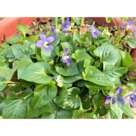 Unbranded 20 Purple Wild Violets Starter Plants Flower Bulbs Perennial Bare Root Easy Grow