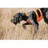 Browning Pet Hi-Vis Safety Vest for Dogs, Safety Orange, Large,