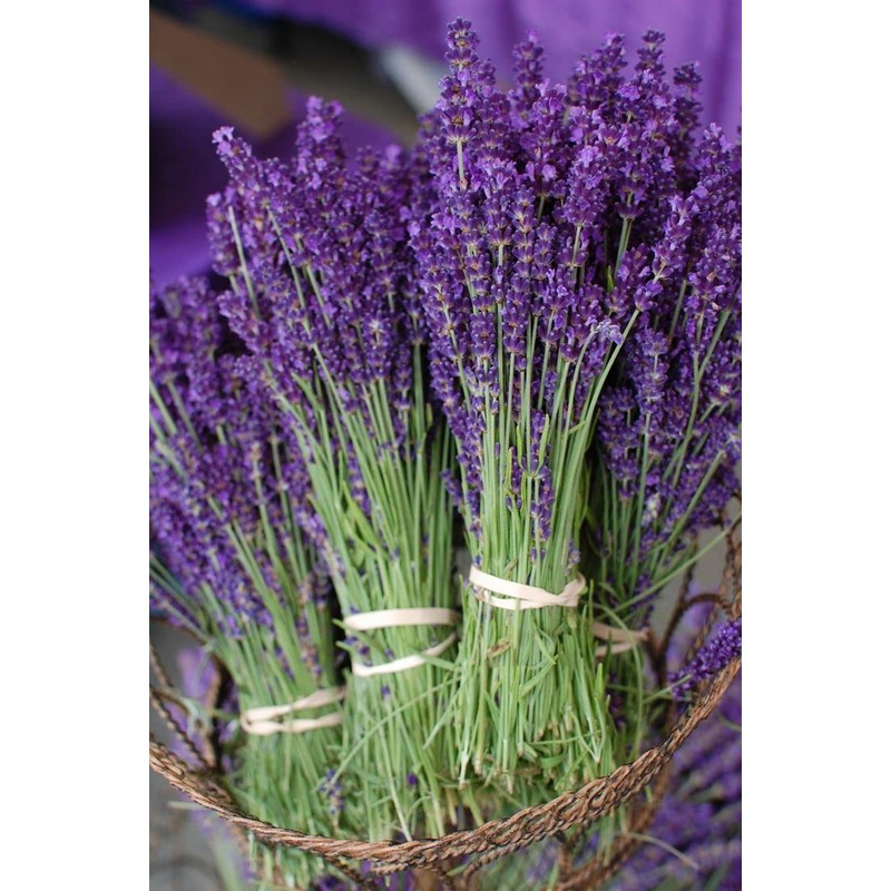 Seeds Lavender Herbs Garden for Planting Non GMO