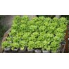 NIKA SEEDS - Seeds Vegetable Indoor Leaf Lettuce Four Seasons