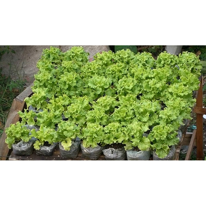 NIKA SEEDS - Seeds Vegetable Indoor Leaf Lettuce Four Seasons