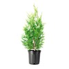 Green Giant Arborvitae | Live 1 Gallon Tree | Thuja