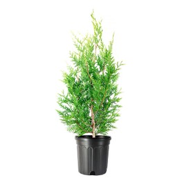 Green Giant Arborvitae | Live 1 Gallon Tree | Thuja Plicata | Evergreen Privacy Screening Plants