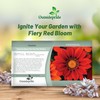 Outsidepride New Day Red Shades Gazania Seeds for Planting –
