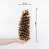 TWIGS & TWINES Sugar Pinecones Natural (Set of 4) (Gold)