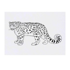 'Snow Leopard' Temporary Tattoo - Water Resistant, Skin-Safe, Non-Toxic Transfer (TO00039406)