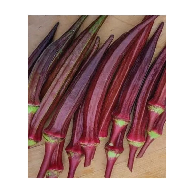 Fresh 50+ Red Burgundy Okra Seeds - NON GMO --