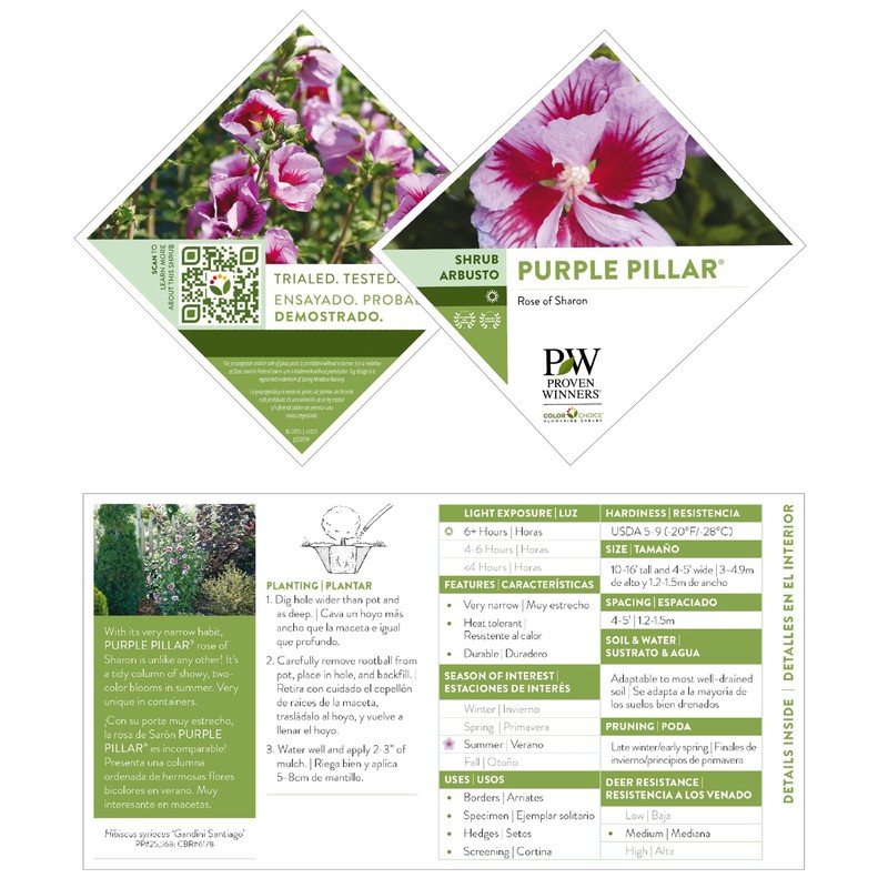 Proven Winners 2 Gal. Purple Pillar Rose of Sharon (Hibiscus)