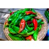 KIRA SEEDS - Seeds Jalapeno Chili Pepper - Hot -