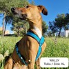 Reflective Y Shaped Dog Harness Ideal for Lebreles: Italian Greyhound