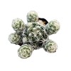 FOLIAGEMS Live Succulent Cactus Plants from USKC (2"Pot) (Mammillaria Gracilis