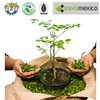 1 Kilo Moringa, Hoja Entera Orgánica - La Purisima -