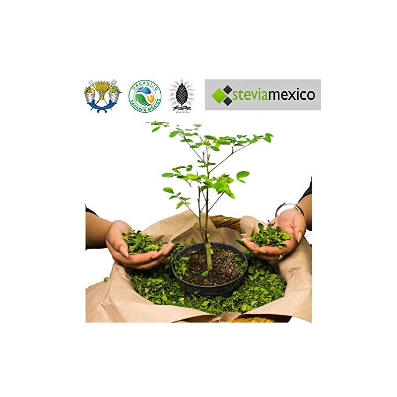 1 Kilo Moringa, Hoja Entera Orgánica - La Purisima -