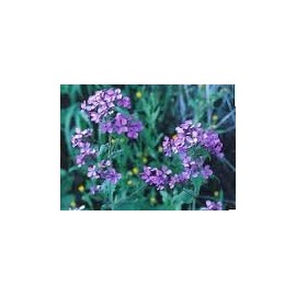 Lunaria Biennis Mixture Nice Garden Flower Seeds by Seeds Kingdom (1/4 Lb Seeds)