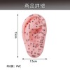 ピュアシーク 6個セット 耳鍼モデル 耳つぼモデル 医療器具 耳マッサージ 鍼モデル つぼモデル PVC 耳