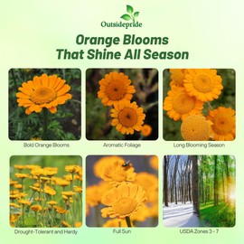 Outsidepride Orange Marguerite Daisy Seeds - 10000 Pcs. Perennial Drought-Tolerant & Pollinator-Friendly, Flower Seeds for Planting Vibrant Blooms for Gardens, Borders & Cut Flowers