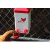RentACoop 1 Gallon PVC Chicken Waterer with 2 Auto-Fill Cups,
