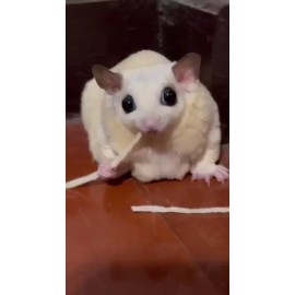 PETIVORE Premium Salmon Fish Stick for Sugar Glider and Small Exotic Pet - 35g.