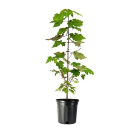 Red Maple | 2 Large Trade Gallon Size Plants | Acer Rubrum | Fast Growing, Beautiful Fall Foliage, Shade Tree, Low Maintenance, Ideal for Landscaping, Stunning Red Leaves, Hardy and Versatile