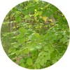 Okinawa Moringa 100% Yagaji Island Moringa Tea 0.1 oz (3