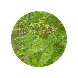 Okinawa Moringa 100% Yagaji Island Moringa Tea 0.1 oz (3 g) x 20 Packets