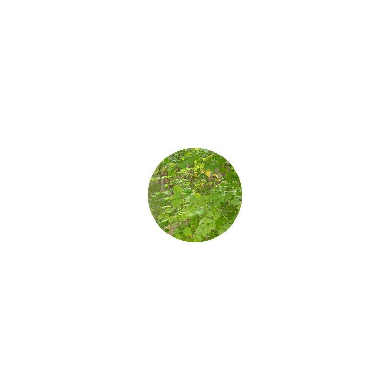 Okinawa Moringa 100% Yagaji Island Moringa Tea 0.1 oz (3