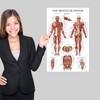 Palace Learning 4 Pack - Anatomical Poster Set - Laminated