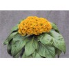 Rare Plant Tree Seeds Celosia Argentea VAR Cristata Yellow 300+