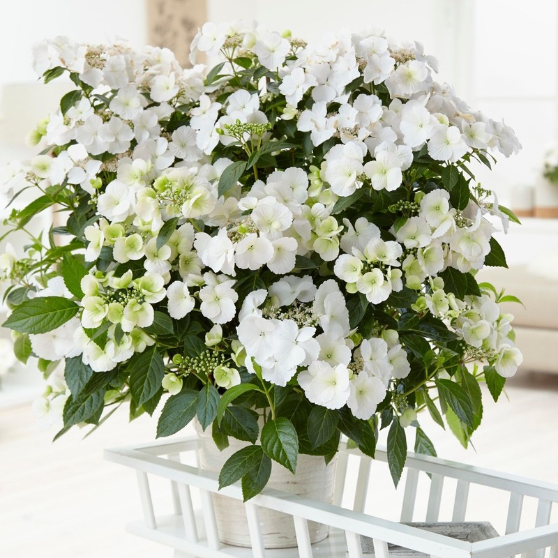 2g Proven Winners Hydrangea Fairytrail Bride Shrub