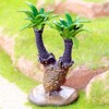 Gemini&Genius Cycas Plant Action Figure Toys for Kids Prehistoric Jungle
