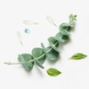 Rene Furterer [Rene Furterer] Astera Head Spa Scalp Soothing Serum