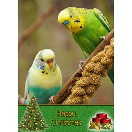 Budgie Christmas Card 'Happy Christmas' - Special Xmas Card for Him Her Kids Male Female