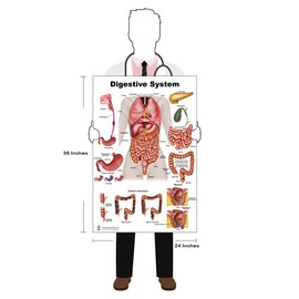 Blue Tree Publishing Anatomy of the Digestive System and Colon Model set (24 x 36)