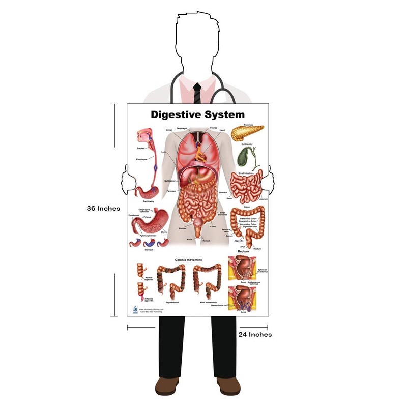 Blue Tree Publishing Anatomy of the Digestive System and Colon