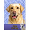 Golden Labrador Birthday Card