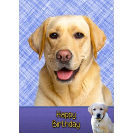 Golden Labrador Birthday Card